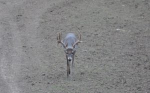 Whitetail 2