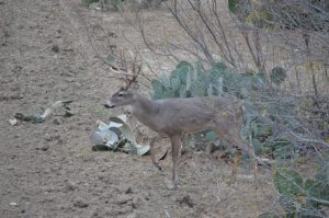 Whitetail 19