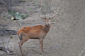 Red Deer 3
