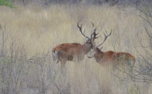 Red Deer 8