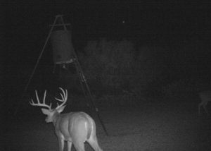 Whitetail 14