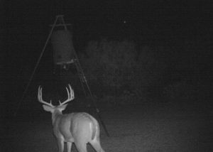 Whitetail 15