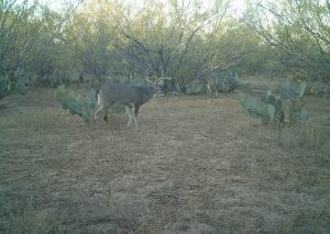 Whitetail 8