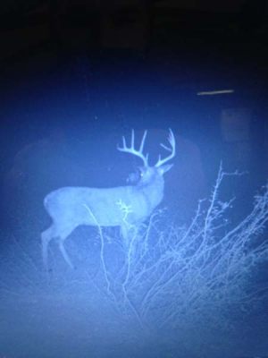 Whitetail 3
