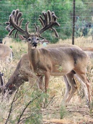 Whitetail 1