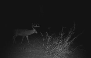 Whitetail 20