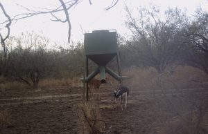 Blackbuck Antelope 1