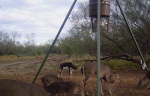 Blackbuck Antelope 2