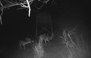 Whitetail 12