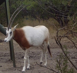 scimitar horned oryx
